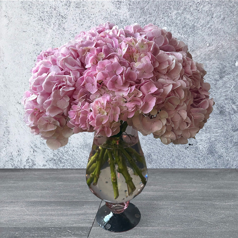 Hydrangea Indulgence